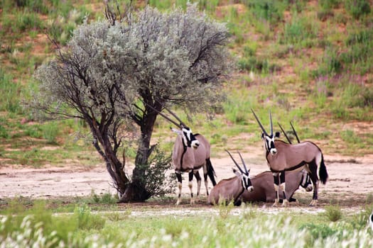 oryxes under a tree at kgalagadi transfrontier park south africa