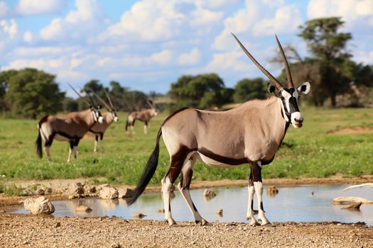 oryxes under ata waterhole in kgalagadi transfrontier park south africa