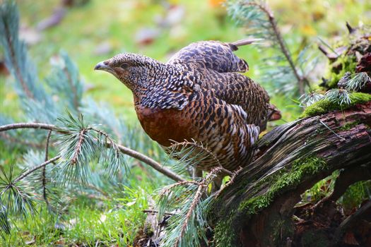 partridge at the bavarian forest national park