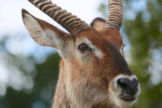 portrait of a waterbuck at the masai mara national park kenya