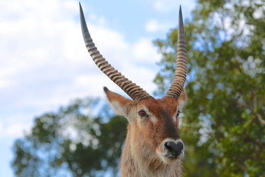 portrait of a waterbuck at the masai mara national park kenya