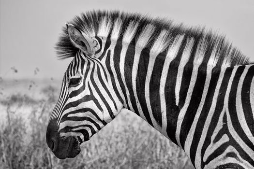 portrait of a zebra at the kruger national park south africa