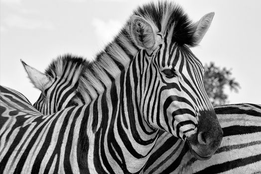 portrait of a zebra at the kruger national park south africa