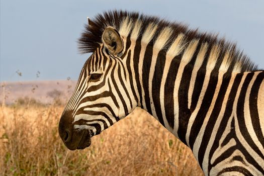 portrait of a zebra at the kruger national park south africa