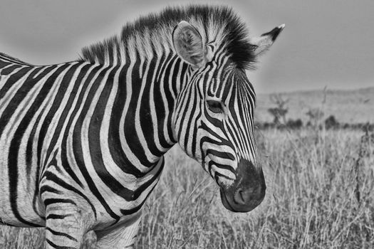 portrait of a zebra at the kruger national park south africa