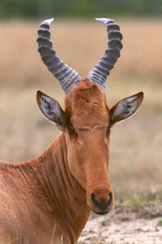 portrait of an hartebeest at the masai mara national park