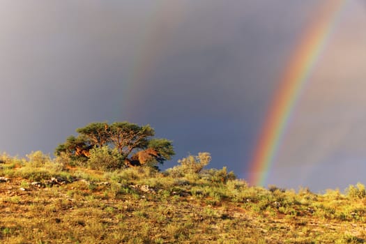rainbow at kgalagadi transfrontier park south africa