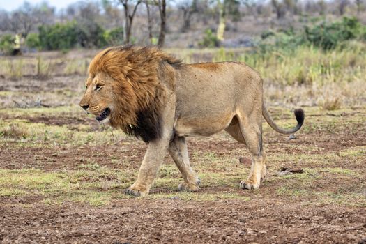 the king lion at kruger