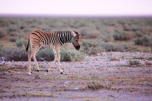 very young zebra at etosha