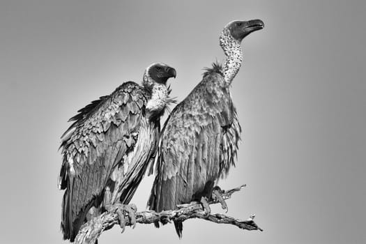 vulture at the kruger national park south africa (black and white)