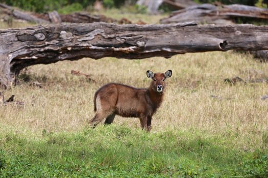 waterbuck calf at masai mara national park