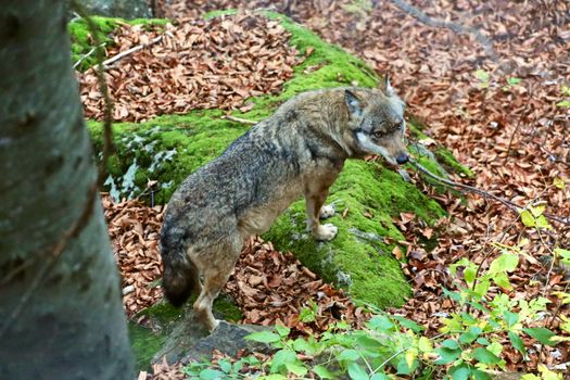 wolf at bavarian forest national park germany