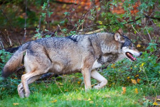 wolf at bavarian forest national park germany