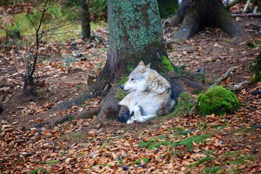 wolf at bavarian forest national park germany