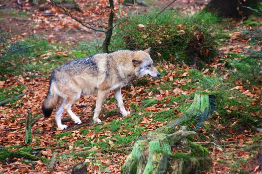 wolf at bavarian forest national park germany