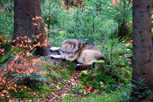 wolf at bavarian forest national park germany