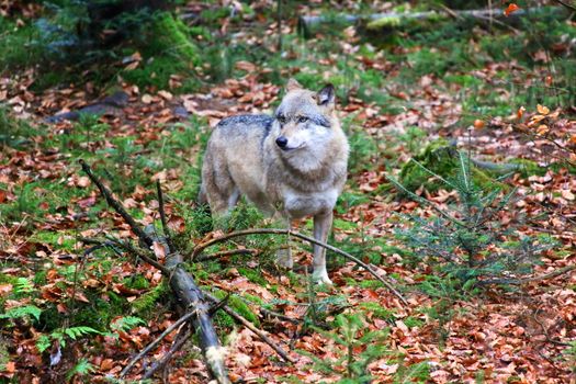 wolf at bavarian forest national park germany