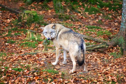 wolf at bavarian forest national park germany