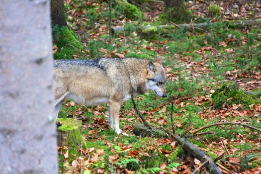 wolf at bavarian forest national park germany