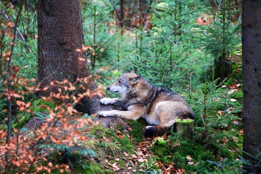 wolf at bavarian forest national park germany