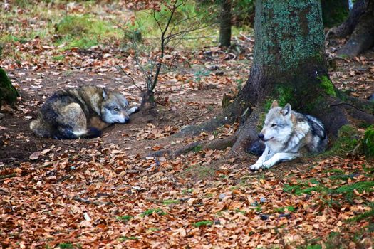 wolf at bavarian forest national park germany