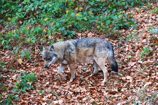 wolf at bavarian forest national park germany