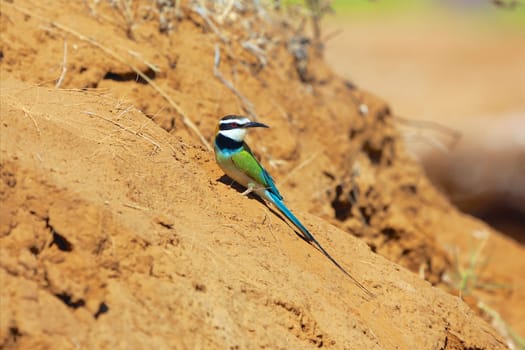 wonderful bee eater at samburu national park kenya