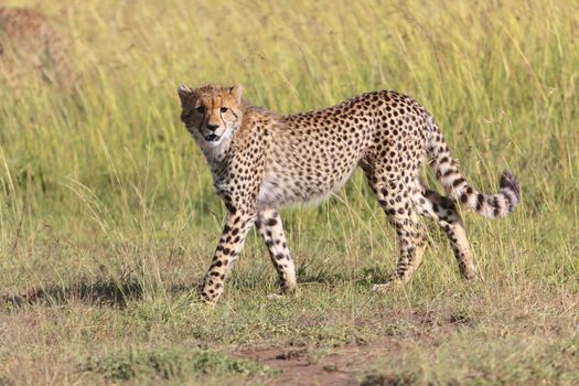 young cheetah at the masai mara national park