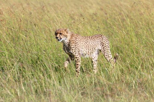 young cheetah at the masai mara national park