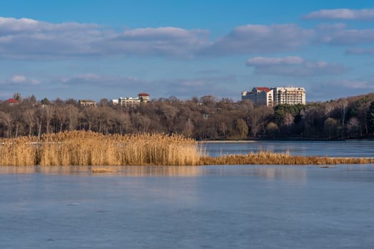 Reeds on frozen lake in the background of the city and forest.