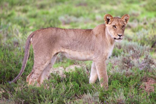 young lioness at kgalagadi transfrontier park south african side