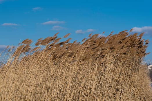 Swaying reed under blue sky with some clouds.
