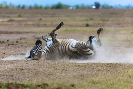 zebra one the dust at masai mara national park kenya