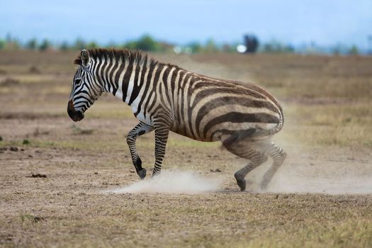 zebra waking up at masai mara national park kenya