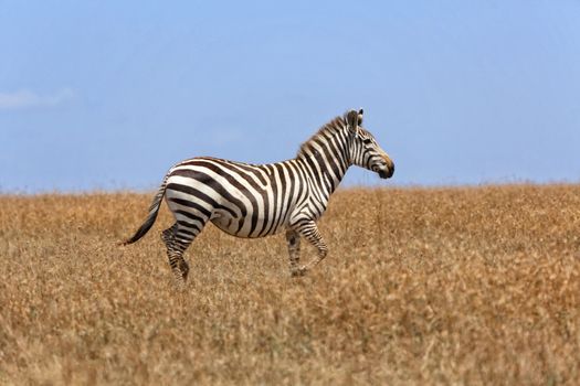 zebra walking in the grass at masai mara national park