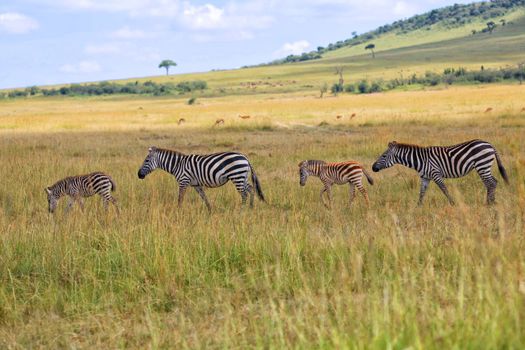 zebras at the masai mara national park kenya