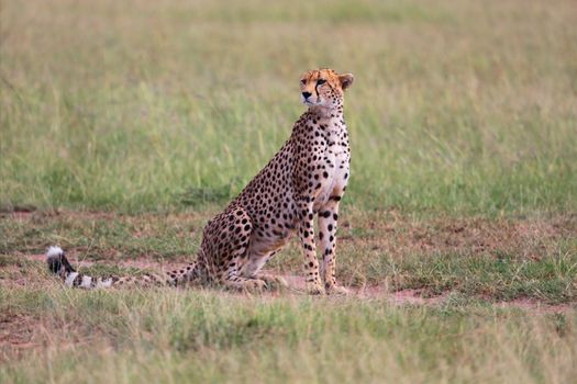 a beautiful cheetah at the masai mara national park