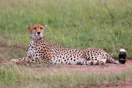 a beautiful cheetah resting at the masai mara national park