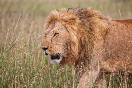 a beautiful lion at the masai mara national park 