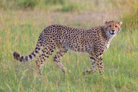 a beautiful young cheetah hunting at the masai mara national park 