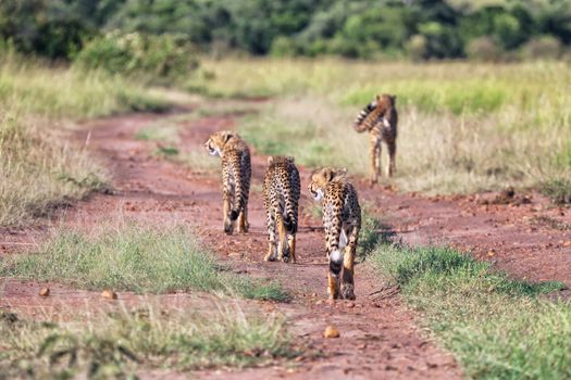 a cheetah family hunting at masai mara national park kenya