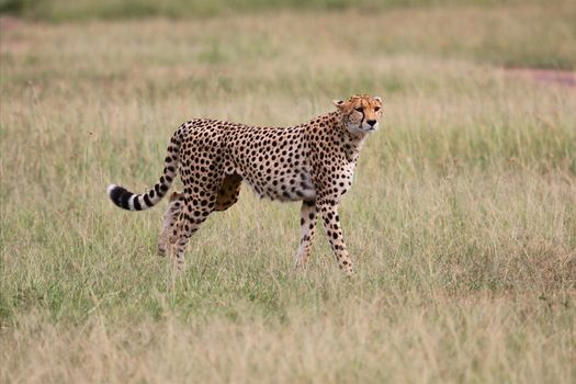 a cheetah hunting at the masai mara national park kenya 