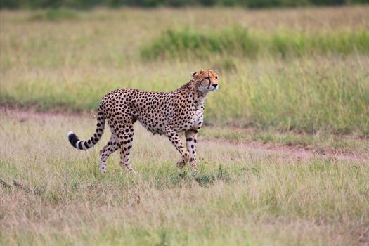 a cheetah hunting at the masai mara national park