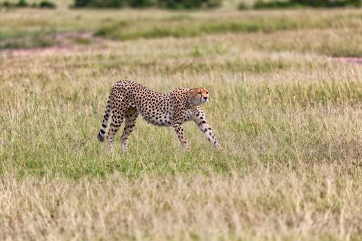 a cheetah in the bush at the masai mara national park kenya 