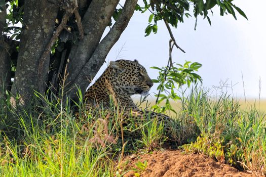 a leopard at the masai mara national park kenya africa