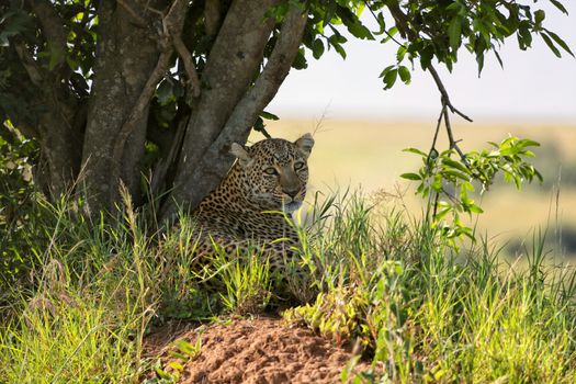 a leopard at the masai mara national park kenya africa