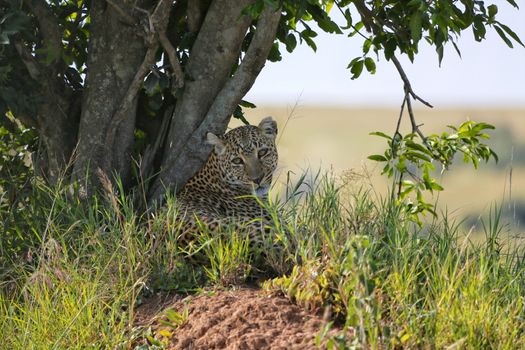  a leopard at the masai mara national park 