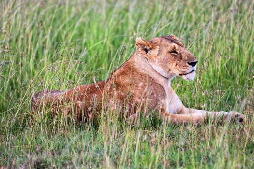 a lioness resting in tha grass at masai mara national park kenya