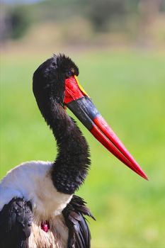 a saddle billed stork at masai mara national park kenya