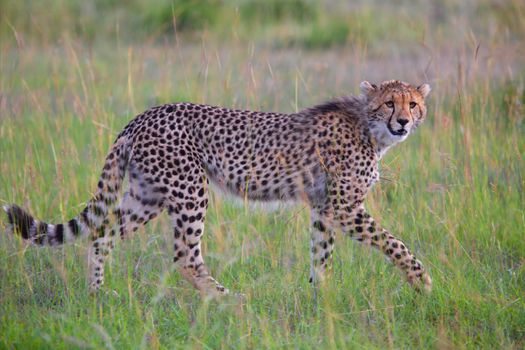 beautiful young cheetah hunting at the masai mara national park kenya